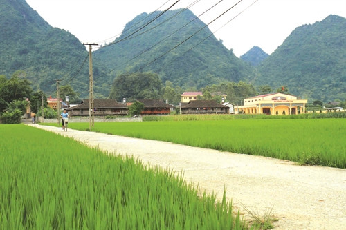 Lúa là loại cây trồng được tập trung phát triển cả về diện tích và năng suất Lúa là loại cây trồng được tập trung phát triển cả về diện tích và năng suất