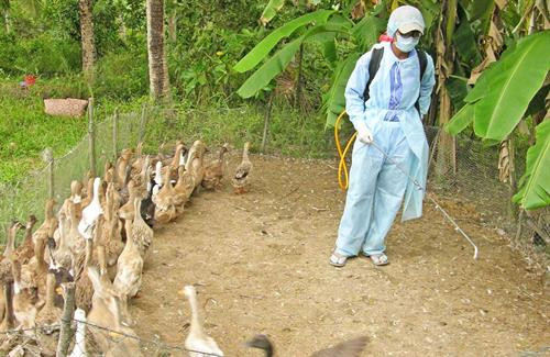 Khử độc, tiêu trùng, vệ sinh chuồng trại cho các hộ chăn nuôi gia súc, gia cầm. Nguồn: Báo Long An online