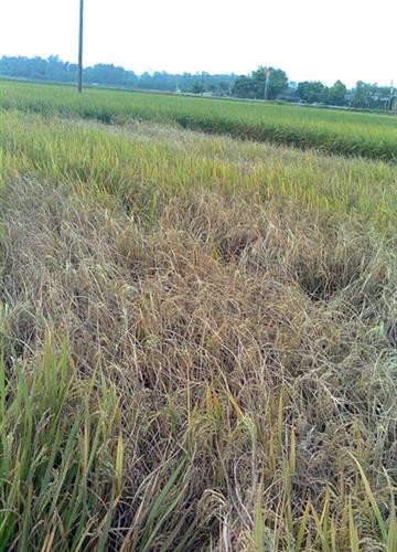 Ruộng lúa bị rầy nâu gây hại. Ảnh: nongnghiep.vn Ruộng lúa bị rầy nâu gây hại. Ảnh: nongnghiep.vn