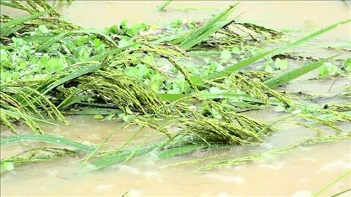 Nước lên cao làm ngập cánh đồng, đường giao thông tại huyện miền núi Thạch Thành. Ảnh: Đình Nam-TTXVN