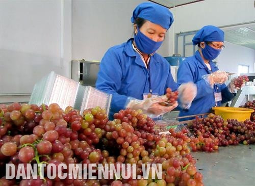 Đóng gói nho sạch tại Trang trại nho Ba Mọi ở xã Phước Thuận, huyện Ninh Phước. Ảnh: Nguyễn Thành