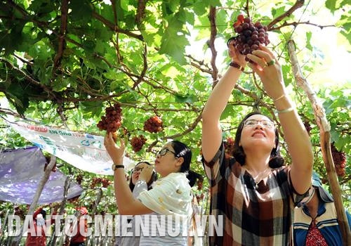 Du khách hào hứng với tour tham quan, chụp ảnh lưu niệm, tự thu hoạch nho tại Vườn nho Thái An ở xã Vĩnh Hải, huyện Ninh Hải. Ảnh: An Hiếu