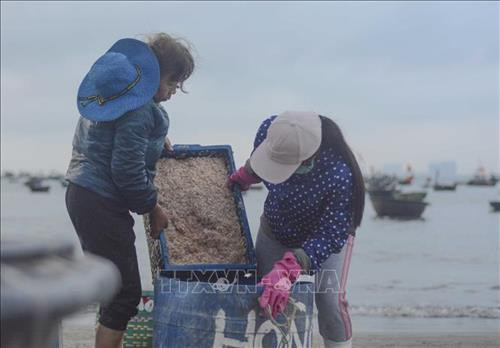 "Chợ ruốc" ở biển Thọ Quang phía dưới chân núi Sơn Trà. Ảnh: Văn Dũng - TTXVN "Chợ ruốc" được họp từ khoảng 1 giờ sáng đến 7 giờ sáng. Ảnh: Văn Dũng - TTXVN Người dân vận chuyển những thúng ruốc tươi lên bờ. Ảnh: Văn Dũng - TTXVN Ruốc biển được thương lái mua để mang về tiêu thụ tại các chợ trên địa bàn thành phố Đà Nẵng. Ảnh: Văn Dũng - TTXVN Ruốc biển tươi. Ảnh: Văn Dũng - TTXVN Với người dân Thọ Quang, mùa ruốc (tép biển) là dịp để tăng thêm thu nhập. Ảnh: Văn Dũng - TTXVN