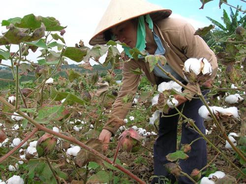 Chăm sóc cây bông. Ảnh: nhanong.com.vn