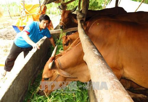 Từ nguồn vốn vay của Ngân hàng Chính sách xã hội, hộ nông dân Hứa Văn Nhay, dân tộc Nùng, ở xã Sơn Giang, huyện Sông Hinh đã thoát nghèo. Mỗi năm, gia đình xuất chuồng 4 con bò thịt và bán 50 tấn phân bón, thu nhập hơn 120 triệu đồng. Ảnh: Thế Lập – TTXVN Từ nguồn vốn vay của Ngân hàng Chính sách xã hội, hộ nông dân Hứa Văn Nhay, dân tộc Nùng, ở xã Sơn Giang, huyện Sông Hinh đã thoát nghèo. Mỗi năm, gia đình xuất chuồng 4 con bò thịt và bán 50 tấn phân bón, thu nhập hơn 120 triệu đồng. Ảnh: Thế Lập – TTXVN