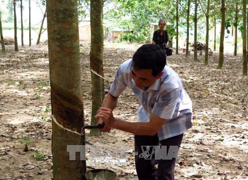 Từ nguồn vốn vay 50 triệu đồng của Ngân hàng Chính sách xã hội, gia đình chị Nguyễn Thị Cước, ở thôn Tân An, xã Ea Bar, huyện Sông Hinh đầu tư trồng cao su, hiện sở hữu 12 hecta, trong đó 6 hecta đã cho mủ, mỗi năm thu nhập khoảng 100 triệu đồng. Ảnh: Thế Lập – TTXVN Từ nguồn vốn vay 50 triệu đồng của Ngân hàng Chính sách xã hội, gia đình chị Nguyễn Thị Cước, ở thôn Tân An, xã Ea Bar, huyện Sông Hinh đầu tư trồng cao su, hiện sở hữu 12 hecta, trong đó 6 hecta đã cho mủ, mỗi năm thu nhập khoảng 100 triệu đồng. Ảnh: Thế Lập – TTXVN