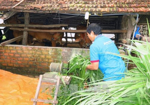 Từ nguồn vốn vay của Ngân hàng Chính sách xã hội, hộ nông dân Hứa Văn Nhay, dân tộc Nùng, ở xã Sơn Giang, huyện Sông Hinh đã thoát nghèo. Mỗi năm, gia đình xuất chuồng 4 con bò thịt và bán 50 tấn phân bón, thu nhập hơn 120 triệu đồng. Ảnh: Thế Lập – TTXVN Từ nguồn vốn vay của Ngân hàng Chính sách xã hội, hộ nông dân Hứa Văn Nhay, dân tộc Nùng, ở xã Sơn Giang, huyện Sông Hinh đã thoát nghèo. Mỗi năm, gia đình xuất chuồng 4 con bò thịt và bán 50 tấn phân bón, thu nhập hơn 120 triệu đồng. Ảnh: Thế Lập – TTXVN