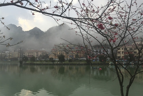 Hoa đào được trồng quanh hồ