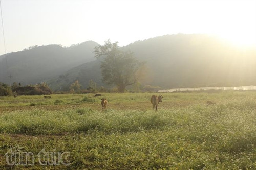 Xao xuyến sắc hoa Mộc Châu ảnh 9