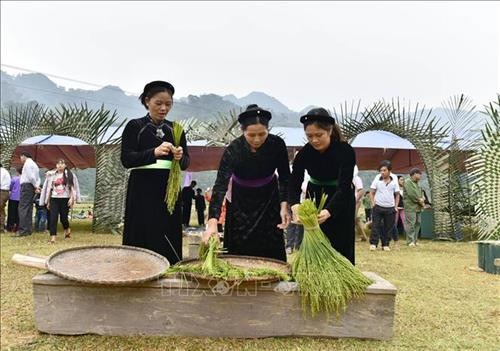 Lựa chọn lúa để làm cốm. Ảnh: Văn Tý – TTXVN