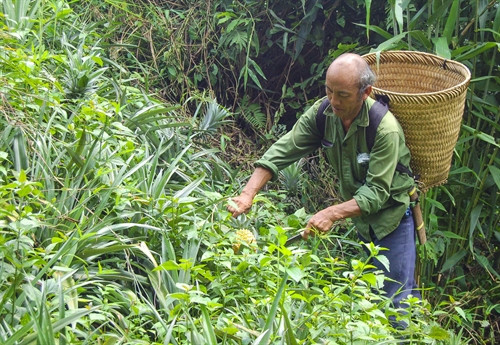 Người dân xã Na Sang, huyện Mường Chà thu hoạch dứa. Người dân xã Na Sang, huyện Mường Chà thu hoạch dứa.
