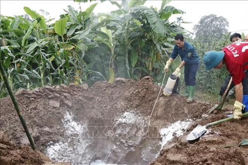 Rắc vôi bột và phun thuốc khử trùng tại điểm tiêu hủy lợn. Ảnh: Đức Tưởng - TTXVN