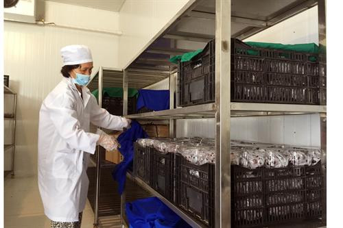 Sản phẩm nho được bảo quản tại kho bảo quản lạnh Ảnh: Công Thử - TTXVN Sản phẩm nho được bảo quản tại kho bảo quản lạnh Ảnh: Công Thử - TTXVN