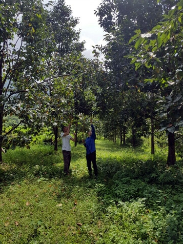 Trung bình cứ 100 gốc hồng cho thu hoạch khoảng 50 triệu đồng/năm. Trung bình cứ 100 gốc hồng cho thu hoạch khoảng 50 triệu đồng/năm.