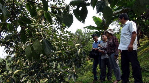 Mô hình trồng hồng không hạt tại xã Địa Linh, huyện Ba Bể. Mô hình trồng hồng không hạt tại xã Địa Linh, huyện Ba Bể.