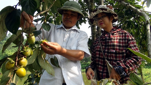 Thu hoạch hồng không hạt tại xã Địa Linh, huyện Ba Bể. Thu hoạch hồng không hạt tại xã Địa Linh, huyện Ba Bể.