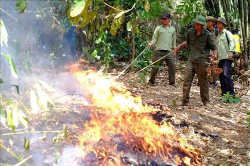 Tổ chức đốt lớp cỏ để tạo đường băng cản lửa, chủ động phòng cháy trong mùa khô. Ảnh: K GỬIH - TTXVN