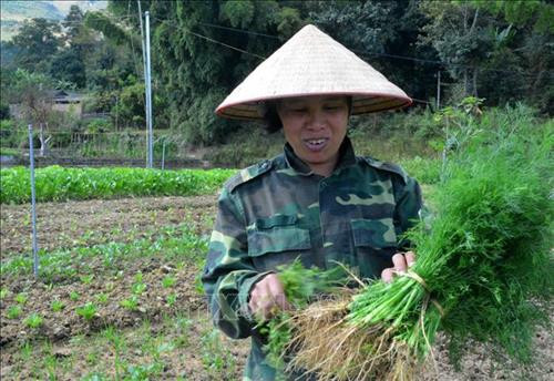 Chị em phụ nữ của Tổ hợp tác sản xuất rau an toàn xã Mường Báng thu hoạch thìa là. Ảnh: Văn Dũng -TTXVN