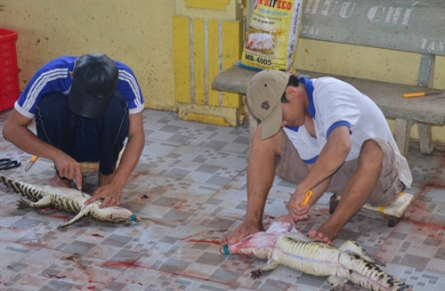 Trang trại Phương Tín - trại cá sấu lớn nhất Bạc Liêu phải lột da cá sấu để thuộc do giá cá thịt giảm mạnh. Trang trại Phương Tín - trại cá sấu lớn nhất Bạc Liêu phải lột da cá sấu để thuộc do giá cá thịt giảm mạnh.