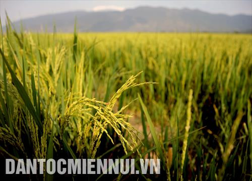 Giống lúa OM 4900 do viện lúa Đồng bằng sông Cửu Long cung cấp được trồng trên cánh đồng lớn Tánh Linh (Bình Thuận