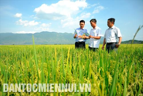 Ông Nguyễn Văn Thành (giữa), thành viên HTX nông nghiệp Hưng Thịnh Tánh Linh cùng cán bộ nông nghiệp huyện Tánh Linh (Bình Thuận) trao đổi về kỹ thuật trồng lúa chất lượng cao