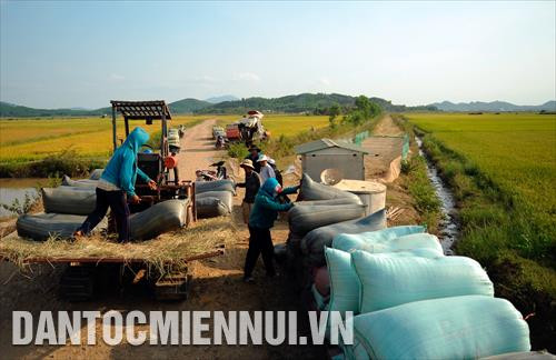 Thu hoạch lúa tại thị trấn Lạc Tánh (Tánh Linh, Bình Thuận)