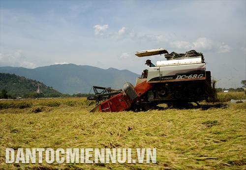 Thu hoạch lúa bằng máy gặt đập liên hợp tại xã Huy Khiêm (huyện Tánh Linh, Bình Thuận)