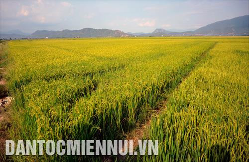Cánh đồng lúa hữu cơ của gia đình ông Nguyễn Văn Thành, thành viên HTX nông nghiệp Hưng Thịnh Tánh Linh (thị trấn Lạc Tánh, Tánh Linh, Bình Thuận)