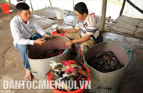 Cua biển, một trong những loại thủy sản đặc trưng của vùng Miệt Thứ (Kiên Giang)