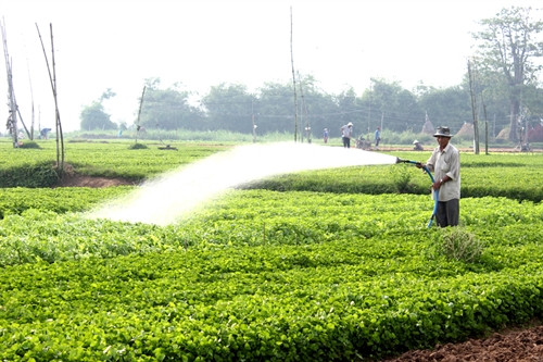 Bà con xã Bình Kiến, TP. Tuy Hòa chăm sóc hoa, cây cảnh để phục vụ Tết Nguyên đán