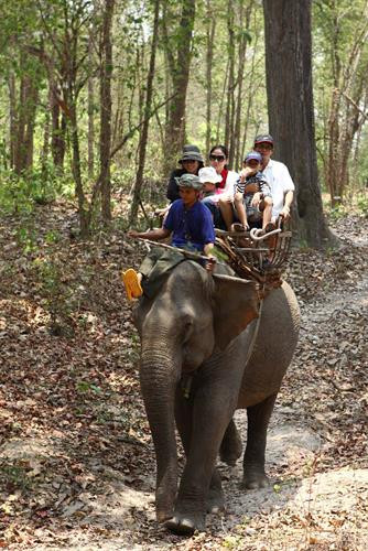 Voi phục vụ chở du khách tham quan ở Vườn Quốc gia Yok Don. Môi trường tự nhiên giúp đàn voi sinh trưởng phát triển tốt hơn. Môi trường tự nhiên giúp đàn voi sinh trưởng phát triển tốt hơn. Các cá thể voi cái thường bị cách li không được giao phối trong thời kỳ động dục. Cá thể voi đực đến thời kỳ động dục nhưng không được giao phối. Voi phục vụ chở du khách tham quan ở Buôn Đôn. Voi phục vụ chở du khách tham quan ở Vườn Quốc gia Yok Don. Môi trường tự nhiên giúp đàn voi sinh trưởng phát triển tốt hơn. Môi trường tự nhiên giúp đàn voi sinh trưởng phát triển tốt hơn. Các cá thể voi cái thường bị cách li không được giao phối trong thời kỳ động dục. Cá thể voi đực đến thời kỳ động dục nhưng không được giao phối. Voi phục vụ chở du khách tham quan ở Buôn Đôn.