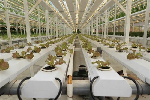 Hà Nội khai trương khu sinh thái nông nghiệp công nghệ cao ảnh 5