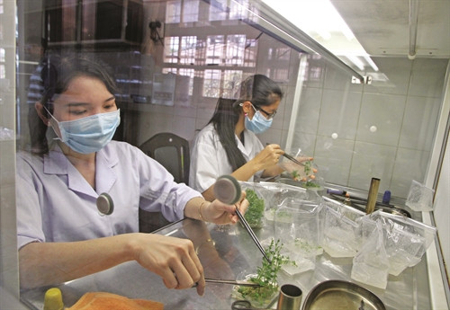 Sinh viên khoa Nông Lâm, Trường Đại học Đà Lạt thực hành kỹ thuật nhân giống cây con bằng nuôi cấy mô
