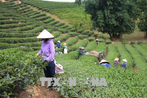 Xuất phát điểm là một xã nghèo, nhưng Hùng Sơn, huyện Anh Sơn, Nghệ An giờ đây thay da đổi thịt khi đưa cây chè vào trồng trên đất đồi. Năm 2018, cả xã Hùng Sơn có hơn 900 hộ thì có đến hơn 700 hộ trồng chè trên diện tích 450 ha. 1 ha trồng chè mỗi năm cho thu nhập từ 100 -120 triệu đồng, năng suất bình quân đạt từ 30 - 40 tấn/ha/năm. Cây chè mang lại nguồn thu nhập hàng chục tỉ đồng cho các hộ trồng chè. Ảnh: Nguyễn Oanh - TTXVN Xuất phát điểm là một xã nghèo, nhưng Hùng Sơn, huyện Anh Sơn, Nghệ An giờ đây thay da đổi thịt khi đưa cây chè vào trồng trên đất đồi. Năm 2018, cả xã Hùng Sơn có hơn 900 hộ thì có đến hơn 700 hộ trồng chè trên diện tích 450 ha. 1 ha trồng chè mỗi năm cho thu nhập từ 100 -120 triệu đồng, năng suất bình quân đạt từ 30 - 40 tấn/ha/năm. Cây chè mang lại nguồn thu nhập hàng chục tỉ đồng cho các hộ trồng chè. Ảnh: Nguyễn Oanh - TTXVN