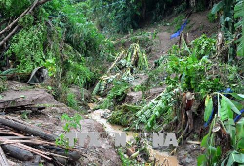 Nhiều cây trồng bị lũ tàn phá. Ảnh: Văn Dũng -TTXVN