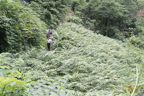 Nương trồng cây sa nhân của gia đình ông Sùng Gà Chống, bản Phiêng Ban, xã Mường Giàng (Quỳnh Nhai). Nương trồng cây sa nhân của gia đình ông Sùng Gà Chống, bản Phiêng Ban, xã Mường Giàng (Quỳnh Nhai).
