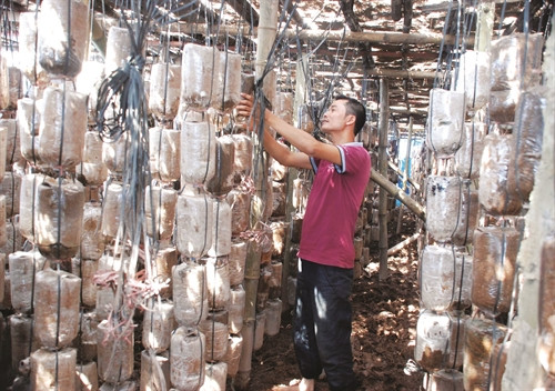 Sản xuất nấm, nghề đem lại thu nhập ổn định cho nhiều hộ nông dân ở Đan Phượng