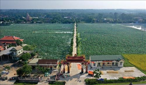 Ruộng sen ở huyện Hải Lăng. Ảnh: Hồ Cầu-TTXVN Ruộng sen ở huyện Hải Lăng. Ảnh: Hồ Cầu-TTXVN