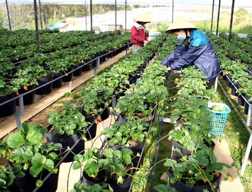 Chăm sóc vườn dâu tây tại trang trại của gia đình anh Hoàng Trọng Phú, xã Đa Quyn, huyện Đức Trọng. Xã đạt chuẩn Nông thôn mới năm 2015. Ảnh: Vũ Sinh – TTXVN