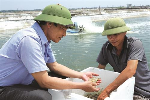 Cơ sở nuôi tôm của gia đình cựu chiến binh Bùi Ngọc Liêm là một trong 2 cơ sở được cấp giấy chứng nhận đủ điều kiện nuôi theo tiêu chuẩn VietGAP tại thành phố Móng Cái