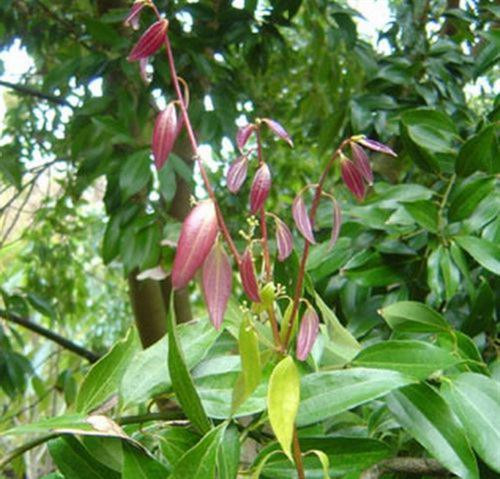 Cây quế Thanh Hóa. Ảnh: ydvn.net