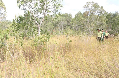 Tuần tra bảo vệ rừng trên cánh rừng Đồng Bà, xã Cửa Cạn, huyện Phú Quốc. Ảnh chụp sáng ngày 01/4/2016.