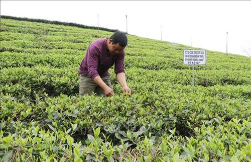 Mô hình sản xuất chè an toàn của Hợp tác xã Thịnh An, thị trấn Sông Cầu, huyện Đồng Hỷ. Ảnh: Hoàng Nguyên - TTXVN Mô hình sản xuất chè an toàn của Hợp tác xã Thịnh An, thị trấn Sông Cầu, huyện Đồng Hỷ. Ảnh: Hoàng Nguyên - TTXVN