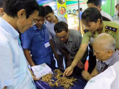 Tổ kiểm định phân tích đặc điểm sâm Ngọc Linh thật cho khách hàng. Ảnh: Nguyễn Sơn - TTXVN