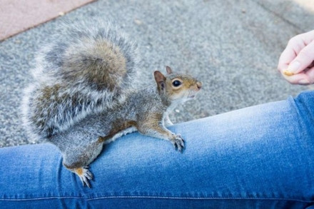 Khẩu phần đồ ăn, thức uống tại các nhà hàng ở Mỹ lớn hơn nhiều so với ở châu Âu. Nhiều người nước ngoài rất ngạc nhiên khi tại Mỹ có rất nhiều cơ sở, địa điểm sử dụng loại hình dịch vụ Drive-Thru (lái xe đi qua, không cần xuống xe mà vẫn mua được hàng). Các du khách thấy khó hiểu khi đi đến đâu cũng thấy những biển quảng cáo về luật sư như thế này. Nhiều quảng cáo thuốc khiến họ khiếp sợ. Một du khách cho hay: “Ngồi trong phòng khách sạn tại Vegas và nghe một loạt các tác dụng phụ của một số loại thuốc, tôi không hiểu sao mọi người có thể uống mấy loại thuốc này. Có loại thuốc, tôi không nhớ cụ thể nhưng chắc chắn “tử vong” không phải... do tác dụng phụ”. Nhiều người đồng tình rằng số lượng sóc tại Mỹ quá nhiều, và lũ sóc còn bạo dạn đến đáng sợ. Dù biết Mỹ là một quốc gia rất rộng lớn, nhưng kích thước nhà cửa, đường xá, bãi đỗ xe vẫn khiến nhiều người choáng ngợp khi so với châu Âu. Một du khách cho hay: “Tôi xem TV và thấy ngạc nhiên khi ở Mỹ có những khu nhà liền kề lớn như vậy. Tôi cứ tưởng những người sống ở đó rất giàu có nhưng hóa ra đây chỉ là loại nhà tiêu chuẩn ở vùng ngoại ô.” Kích thước to lớn của nước Mỹ khiến nhiều du khách choáng váng. “Phải mất một thời gian tôi mới nhận ra là mình không thể lái xe từ thành phố New York đến hẻm núi Grand Canyon chỉ trong một ngày” – một du khách bày tỏ. Người Mỹ dường như thân thiện hơn nhiều so với các nước khác, thậm chí quá thân thiện đến mức gây khó chịu. Một du khách kể lại: “Bố mẹ tôi bị lạc và phải hỏi đường, sau 5 phút, có tới 20 người tươi cười vây quanh họ và cố giúp đỡ. Một số còn đề nghị lái xe đưa bố mẹ tôi về khách sạn". Ở châu Âu, các buồng vệ sinh được ngăn cách rõ ràng và có cửa sát đất. Còn ở Mỹ, khoảng trống của cửa buồng vệ sinh khiến nhiều người không thoải mái và có cảm giác như có ai đó đang theo dõi mình. Khách du lịch không biết nhiều về các loại thuế ở Mỹ, và đó là lý do mỗi khi mua hàng, họ lại phàn nàn vì phải trả nhiều tiền hơn so với giá được ghi trên sản phẩm. Khẩu phần đồ ăn, thức uống tại các nhà hàng ở Mỹ lớn hơn nhiều so với ở châu Âu. Nhiều người nước ngoài rất ngạc nhiên khi tại Mỹ có rất nhiều cơ sở, địa điểm sử dụng loại hình dịch vụ Drive-Thru (lái xe đi qua, không cần xuống xe mà vẫn mua được hàng). Các du khách thấy khó hiểu khi đi đến đâu cũng thấy những biển quảng cáo về luật sư như thế này. Nhiều quảng cáo thuốc khiến họ khiếp sợ. Một du khách cho hay: “Ngồi trong phòng khách sạn tại Vegas và nghe một loạt các tác dụng phụ của một số loại thuốc, tôi không hiểu sao mọi người có thể uống mấy loại thuốc này. Có loại thuốc, tôi không nhớ cụ thể nhưng chắc chắn “tử vong” không phải... do tác dụng phụ”. Nhiều người đồng tình rằng số lượng sóc tại Mỹ quá nhiều, và lũ sóc còn bạo dạn đến đáng sợ. Dù biết Mỹ là một quốc gia rất rộng lớn, nhưng kích thước nhà cửa, đường xá, bãi đỗ xe vẫn khiến nhiều người choáng ngợp khi so với châu Âu. Một du khách cho hay: “Tôi xem TV và thấy ngạc nhiên khi ở Mỹ có những khu nhà liền kề lớn như vậy. Tôi cứ tưởng những người sống ở đó rất giàu có nhưng hóa ra đây chỉ là loại nhà tiêu chuẩn ở vùng ngoại ô.” Kích thước to lớn của nước Mỹ khiến nhiều du khách choáng váng. “Phải mất một thời gian tôi mới nhận ra là mình không thể lái xe từ thành phố New York đến hẻm núi Grand Canyon chỉ trong một ngày” – một du khách bày tỏ. Người Mỹ dường như thân thiện hơn nhiều so với các nước khác, thậm chí quá thân thiện đến mức gây khó chịu. Một du khách kể lại: “Bố mẹ tôi bị lạc và phải hỏi đường, sau 5 phút, có tới 20 người tươi cười vây quanh họ và cố giúp đỡ. Một số còn đề nghị lái xe đưa bố mẹ tôi về khách sạn". Ở châu Âu, các buồng vệ sinh được ngăn cách rõ ràng và có cửa sát đất. Còn ở Mỹ, khoảng trống của cửa buồng vệ sinh khiến nhiều người không thoải mái và có cảm giác như có ai đó đang theo dõi mình. Khách du lịch không biết nhiều về các loại thuế ở Mỹ, và đó là lý do mỗi khi mua hàng, họ lại phàn nàn vì phải trả nhiều tiền hơn so với giá được ghi trên sản phẩm.