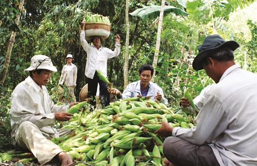 Nên thu hoạch ngô vào những ngày trời khô ráo, có nắng
