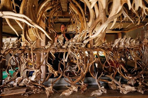 Các chú hươu có thể đi lại tự do khắp hòn đảo chứ không chỉ ở khu vực nghiên cứu. Một nhân viên bảo tồn với chiếc vợt lưới lớn để bắt hươu. Chú hươu con mang tên Karuka18. Chú hươu con 5 ngày tuổi được đem về để thu thập thông tin Chú hươu con Scallop18 được kiểm tra cân nặng tại chỗ. Các nhà khoa học bôi rêu lên người những chú hươu con nhằm tránh để lại mùi trên người chúng, tránh bị đồng loại dè chừng. Những thông tin được thu thập bao gồm dữ liệu DNA, số đo và mẫu sinh trắc học của tất cả con hươu trên đảo. Người sáng lập dự án, Fiona Guinness, vốn phân loại từng chú hươu bằng cách nhớ mặt từng con một. Hiện nay, người ta sử dụng thẻ tên để nhận diện từng chú hươu. Sừng và sọ hươu qua đời trên đảo được giữ lại để phục vụ cho quá trình nghiên cứu và xác nhận những dữ liệu cần thiết cho việc bảo tồn. Các chú hươu có thể đi lại tự do khắp hòn đảo chứ không chỉ ở khu vực nghiên cứu. Một nhân viên bảo tồn với chiếc vợt lưới lớn để bắt hươu. Chú hươu con mang tên Karuka18. Chú hươu con 5 ngày tuổi được đem về để thu thập thông tin Chú hươu con Scallop18 được kiểm tra cân nặng tại chỗ. Các nhà khoa học bôi rêu lên người những chú hươu con nhằm tránh để lại mùi trên người chúng, tránh bị đồng loại dè chừng. Những thông tin được thu thập bao gồm dữ liệu DNA, số đo và mẫu sinh trắc học của tất cả con hươu trên đảo. Người sáng lập dự án, Fiona Guinness, vốn phân loại từng chú hươu bằng cách nhớ mặt từng con một. Hiện nay, người ta sử dụng thẻ tên để nhận diện từng chú hươu. Sừng và sọ hươu qua đời trên đảo được giữ lại để phục vụ cho quá trình nghiên cứu và xác nhận những dữ liệu cần thiết cho việc bảo tồn.