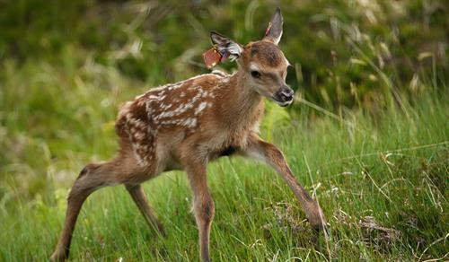 Các chú hươu có thể đi lại tự do khắp hòn đảo chứ không chỉ ở khu vực nghiên cứu. Một nhân viên bảo tồn với chiếc vợt lưới lớn để bắt hươu. Chú hươu con mang tên Karuka18. Chú hươu con 5 ngày tuổi được đem về để thu thập thông tin Chú hươu con Scallop18 được kiểm tra cân nặng tại chỗ. Các nhà khoa học bôi rêu lên người những chú hươu con nhằm tránh để lại mùi trên người chúng, tránh bị đồng loại dè chừng. Những thông tin được thu thập bao gồm dữ liệu DNA, số đo và mẫu sinh trắc học của tất cả con hươu trên đảo. Người sáng lập dự án, Fiona Guinness, vốn phân loại từng chú hươu bằng cách nhớ mặt từng con một. Hiện nay, người ta sử dụng thẻ tên để nhận diện từng chú hươu. Sừng và sọ hươu qua đời trên đảo được giữ lại để phục vụ cho quá trình nghiên cứu và xác nhận những dữ liệu cần thiết cho việc bảo tồn. Các chú hươu có thể đi lại tự do khắp hòn đảo chứ không chỉ ở khu vực nghiên cứu. Một nhân viên bảo tồn với chiếc vợt lưới lớn để bắt hươu. Chú hươu con mang tên Karuka18. Chú hươu con 5 ngày tuổi được đem về để thu thập thông tin Chú hươu con Scallop18 được kiểm tra cân nặng tại chỗ. Các nhà khoa học bôi rêu lên người những chú hươu con nhằm tránh để lại mùi trên người chúng, tránh bị đồng loại dè chừng. Những thông tin được thu thập bao gồm dữ liệu DNA, số đo và mẫu sinh trắc học của tất cả con hươu trên đảo. Người sáng lập dự án, Fiona Guinness, vốn phân loại từng chú hươu bằng cách nhớ mặt từng con một. Hiện nay, người ta sử dụng thẻ tên để nhận diện từng chú hươu. Sừng và sọ hươu qua đời trên đảo được giữ lại để phục vụ cho quá trình nghiên cứu và xác nhận những dữ liệu cần thiết cho việc bảo tồn.