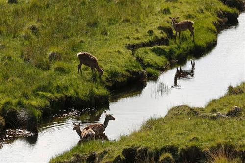 Các chú hươu có thể đi lại tự do khắp hòn đảo chứ không chỉ ở khu vực nghiên cứu. Một nhân viên bảo tồn với chiếc vợt lưới lớn để bắt hươu. Chú hươu con mang tên Karuka18. Chú hươu con 5 ngày tuổi được đem về để thu thập thông tin Chú hươu con Scallop18 được kiểm tra cân nặng tại chỗ. Các nhà khoa học bôi rêu lên người những chú hươu con nhằm tránh để lại mùi trên người chúng, tránh bị đồng loại dè chừng. Những thông tin được thu thập bao gồm dữ liệu DNA, số đo và mẫu sinh trắc học của tất cả con hươu trên đảo. Người sáng lập dự án, Fiona Guinness, vốn phân loại từng chú hươu bằng cách nhớ mặt từng con một. Hiện nay, người ta sử dụng thẻ tên để nhận diện từng chú hươu. Sừng và sọ hươu qua đời trên đảo được giữ lại để phục vụ cho quá trình nghiên cứu và xác nhận những dữ liệu cần thiết cho việc bảo tồn. Các chú hươu có thể đi lại tự do khắp hòn đảo chứ không chỉ ở khu vực nghiên cứu. Một nhân viên bảo tồn với chiếc vợt lưới lớn để bắt hươu. Chú hươu con mang tên Karuka18. Chú hươu con 5 ngày tuổi được đem về để thu thập thông tin Chú hươu con Scallop18 được kiểm tra cân nặng tại chỗ. Các nhà khoa học bôi rêu lên người những chú hươu con nhằm tránh để lại mùi trên người chúng, tránh bị đồng loại dè chừng. Những thông tin được thu thập bao gồm dữ liệu DNA, số đo và mẫu sinh trắc học của tất cả con hươu trên đảo. Người sáng lập dự án, Fiona Guinness, vốn phân loại từng chú hươu bằng cách nhớ mặt từng con một. Hiện nay, người ta sử dụng thẻ tên để nhận diện từng chú hươu. Sừng và sọ hươu qua đời trên đảo được giữ lại để phục vụ cho quá trình nghiên cứu và xác nhận những dữ liệu cần thiết cho việc bảo tồn.