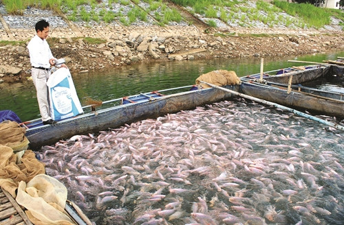 Sau khi trú đông, cần cho cá ăn tích cực từ 10 đến 15 ngày với lượng thức ăn vào khoảng 3% - 5% trọng lượng cá trong ao Sau khi trú đông, cần cho cá ăn tích cực từ 10 đến 15 ngày với lượng thức ăn vào khoảng 3% - 5% trọng lượng cá trong ao